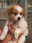 chiot male labrador couleur sable