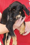 femelle labrador noir et feu